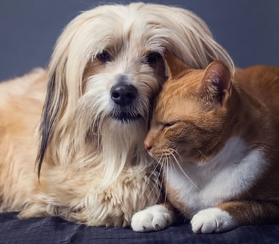 Coleira Antipulgas É Indicada para Cães ou Gatos