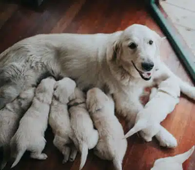 Contraindicações e Princípios Ativos da Coleira