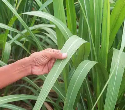 Melhores Cachaças Orgânicas