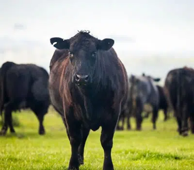 Regras Criação para Cortes Premium de Carne Bovina Cortes premium de carne