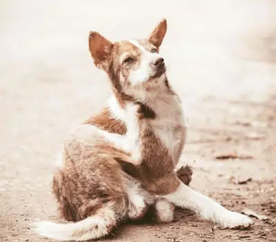 Ação dos Remédios para Sarna de Cachorro