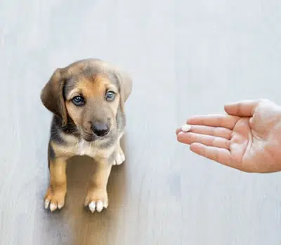 Apresentações dos Remédios para Sarna de Cachorro
