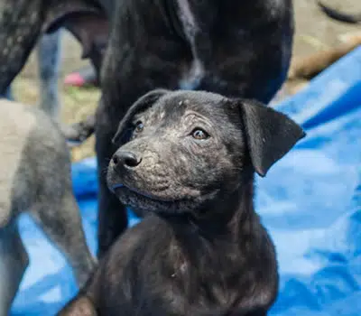 Como Tratar a Sarna de Cachorro