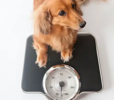 Dosagem Adequada dos Remédios para Sarna de Cachorro