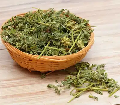 Diferença Entre Tribulus Terrestris e Maca Peruana