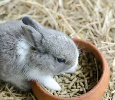 Benefícios da Ração para Coelhos