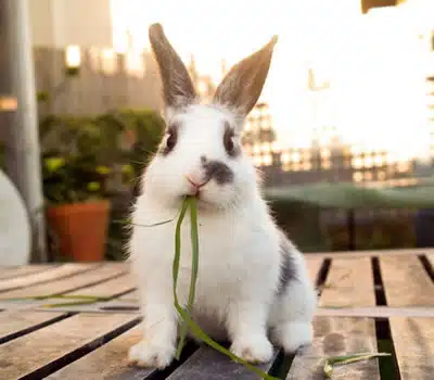 Ingredientes na Fórmula