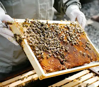 Méis de Abelhas com Garantia de Pureza