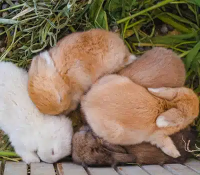 Ração Especial para Coelhos Filhotes