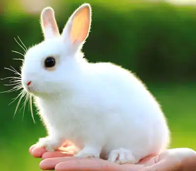 Ração Específica para Coelhos