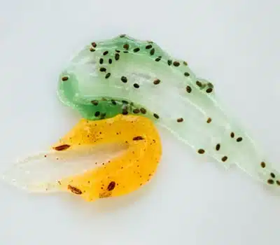 Ativos dos Melhores Shampoos