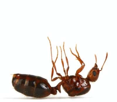 Princípio Ativo dos Venenos para formiga