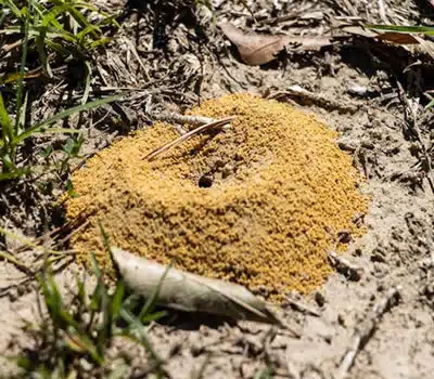 Veneno em Iscas para Formiga