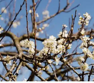 plantando do Damasco