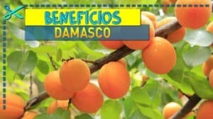 Benefícios do Damasco Origem, Vitaminas e Receitas