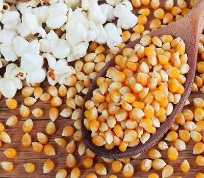 Milhos de Pipoca Comum