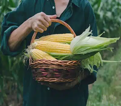 Origem do Milho de Pipoca