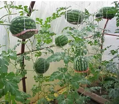 melancia no vaso em casa