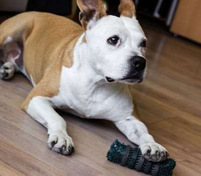 Para Cães Agitados que Ficam Sozinhos