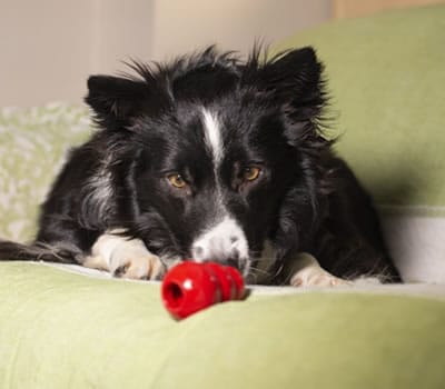 Para Cães Tímidos que Não Gostam de Brincar