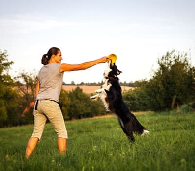 Para Cães que Gostam de Pular