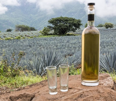 Composição das Tequilas