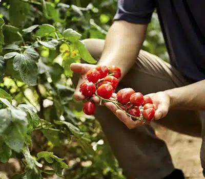 Extratos de Tomate Orgânicos