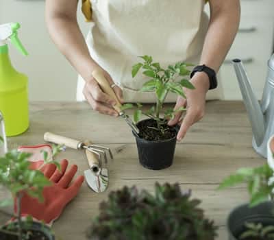 Diferença Entre Adubo e Fertilizante